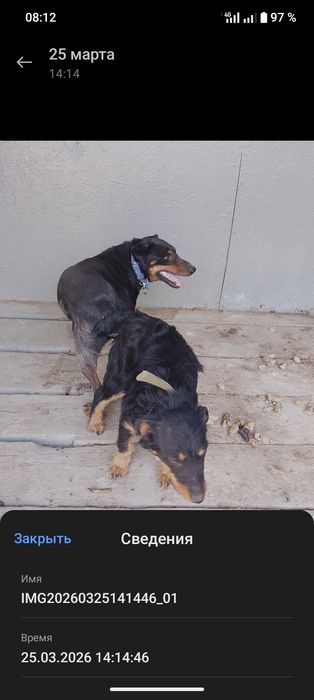 Ягдтерьер 11-айлық ұрғашы