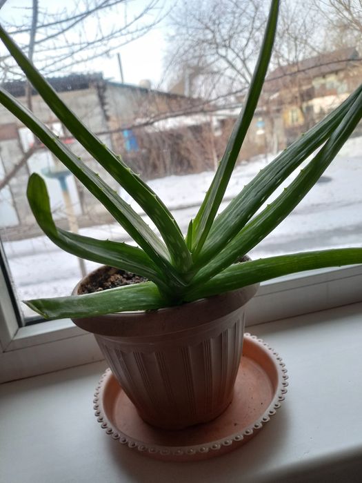 Алоэ вера используется как в лечебных и косметических  целях