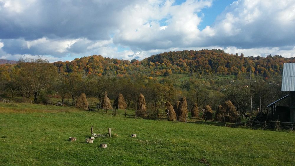Pamant Intravilan 5 000mp Bradetu Argeș - asfalt, curent, apa, acte, pomi fructiferi, fantana - drenaj
