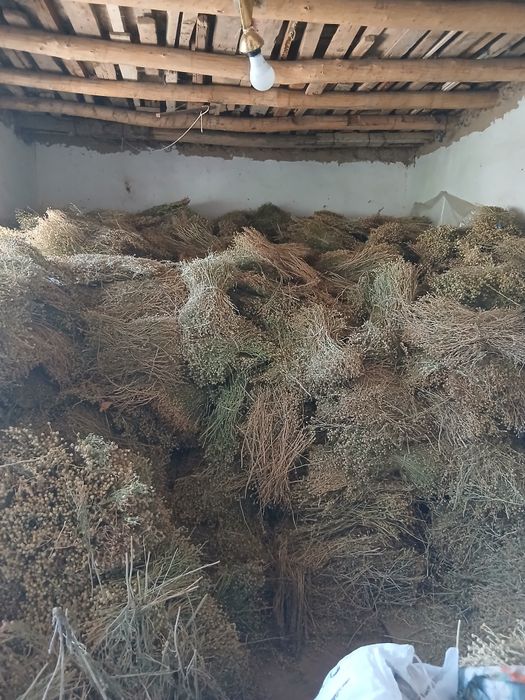 Иссирик Гармала Кашкадарьинский