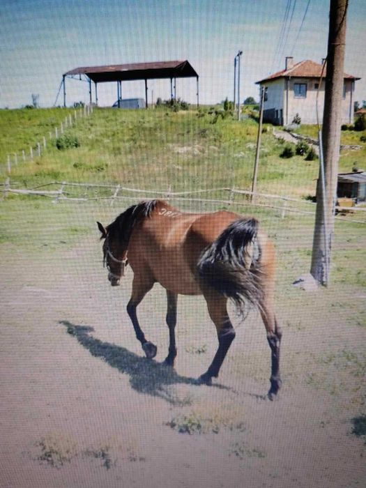 Продава се Промишлена сграда в Кърджали, Възрожденци - 13075 кв.м за 7 €/кв.м - Снимка #11