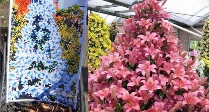 Луковицы лилий!