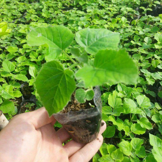 Pavloniya niholchasi sotiladi