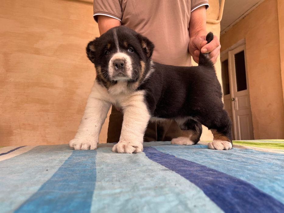 Щенок Алабая ( Супер Гигант )