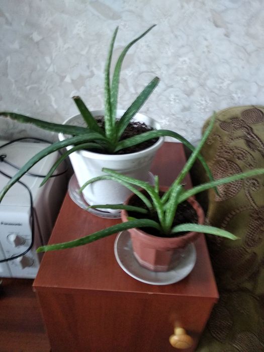 Продам лечебный аллое 2000 тенне