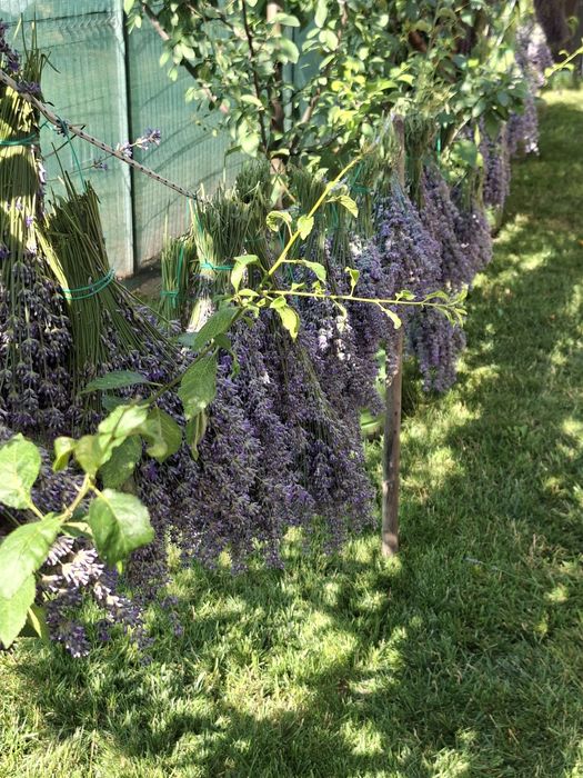Lavanda proaspăt recoltata