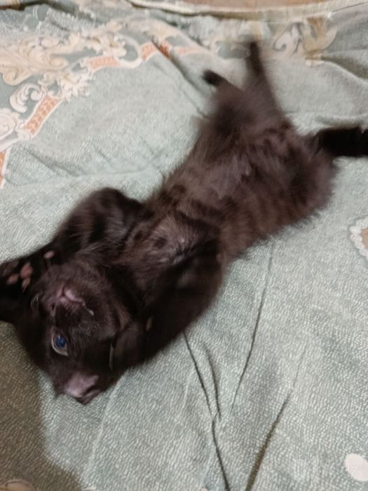 Отдам котенка в ХОРОШИЕ руки!