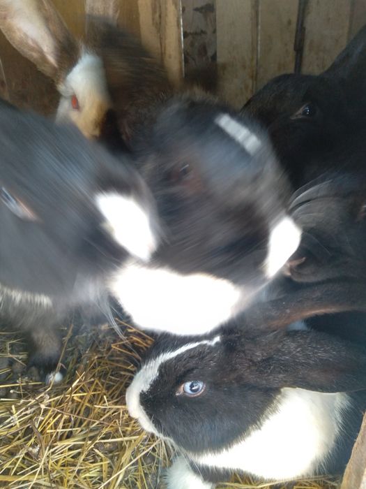 Қоян сатамын, Продам Кролик срочно.