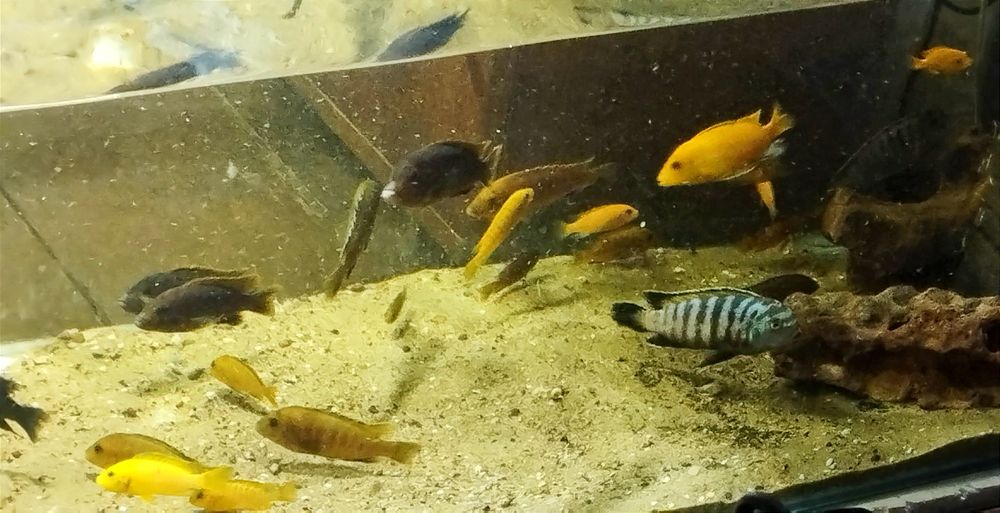 Малавийские цихлиды