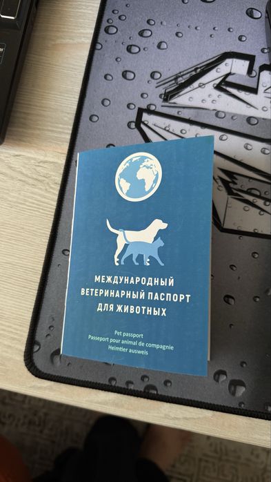 Scottish Straight (Silver Chinchilla) o’g’il mushuk sotiladi. 9 oylik