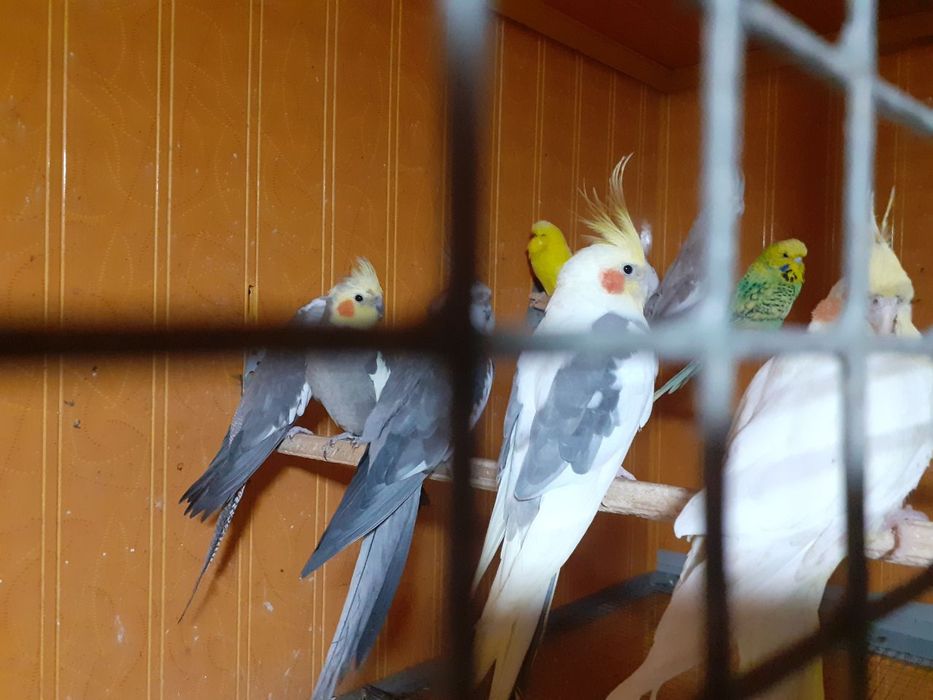 Karella papugay to'tiqush