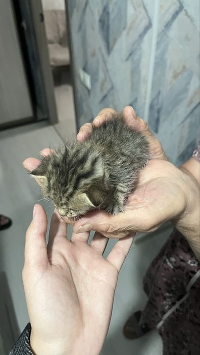 Отдам котёнка в добрые руки