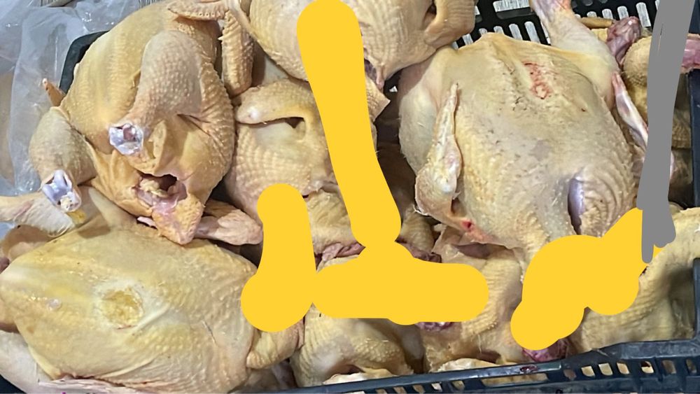 Бройлер домашний