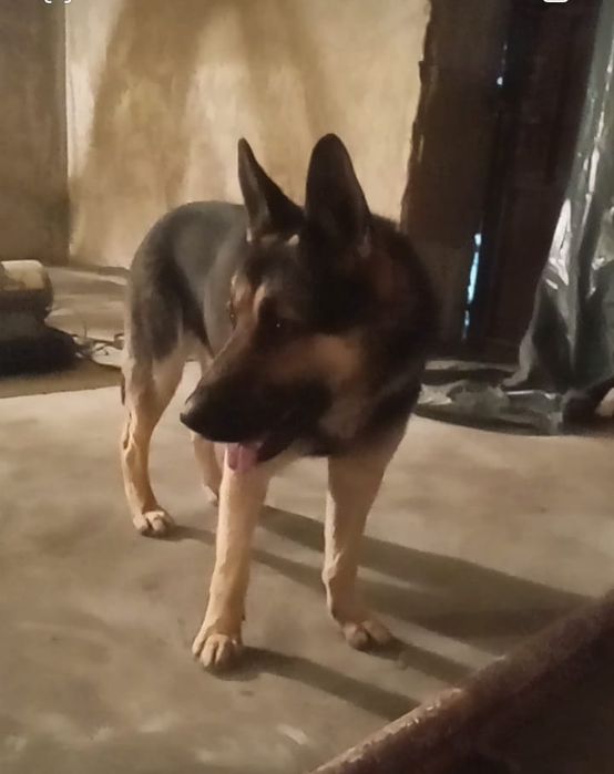 Вязка ВЕО 3 года