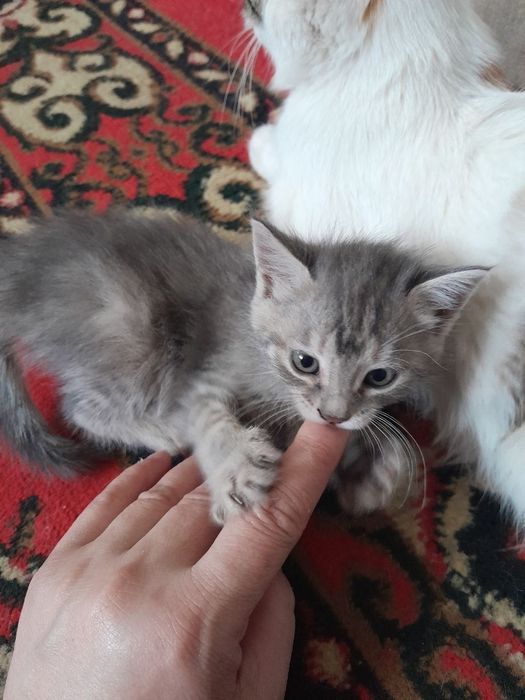 Hamma ovqata o"rgangan