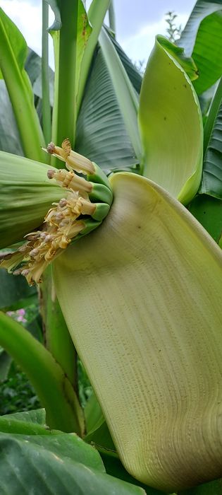 Срочно продам цветы
