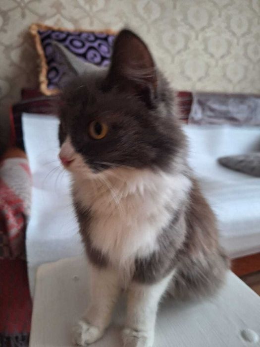 кошка в хорошие руки