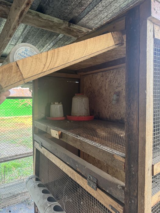 Брудер для цыплят