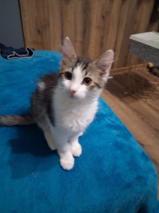 Котенца си търсят дом