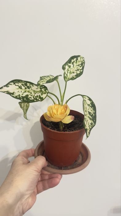 Монстера большая