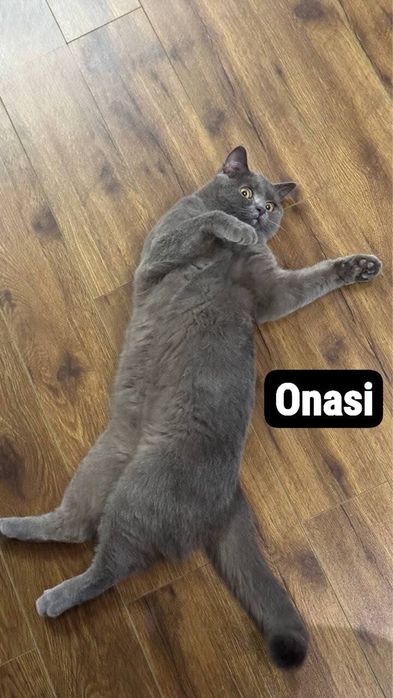 Mushuk ona va bolalari sotiladi