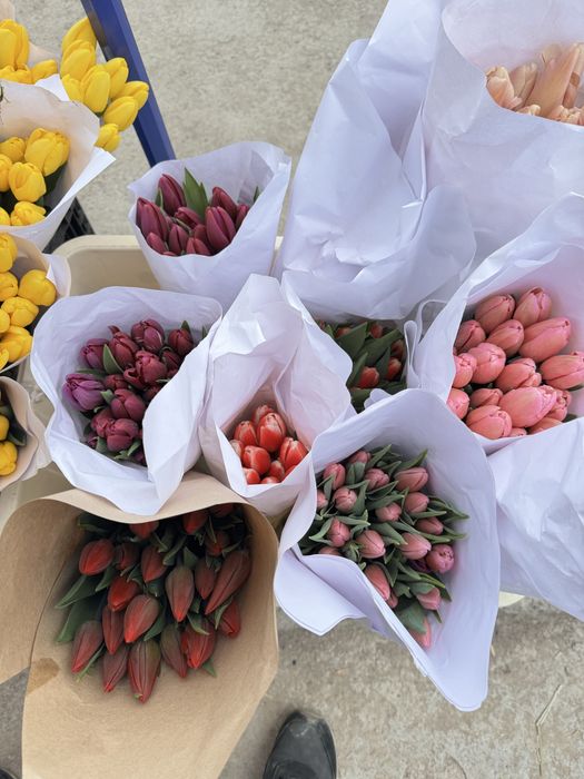 Lola Optomga  тюльпан