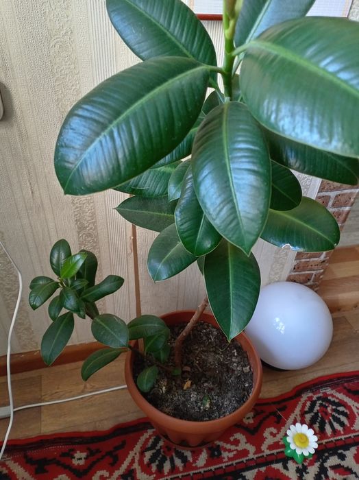 Цветы комнатные для уюта