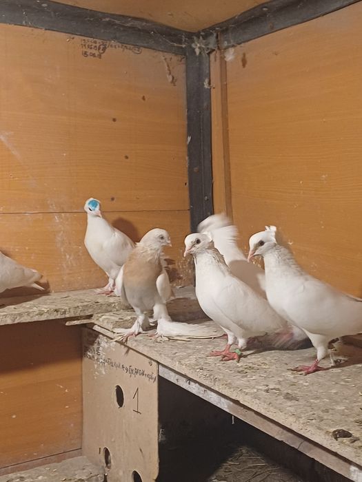 Голуби бакинские