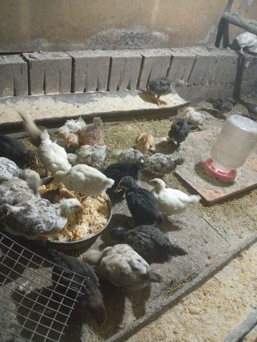 Продам цыплят домашные