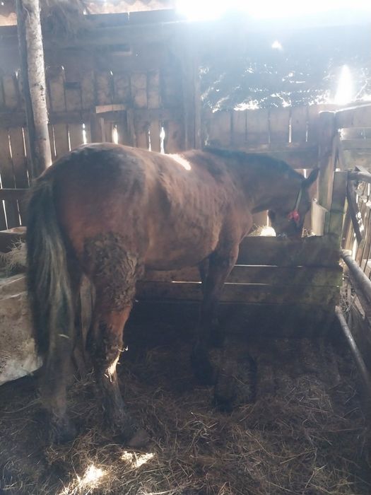 Продам жеребчика полтарашку