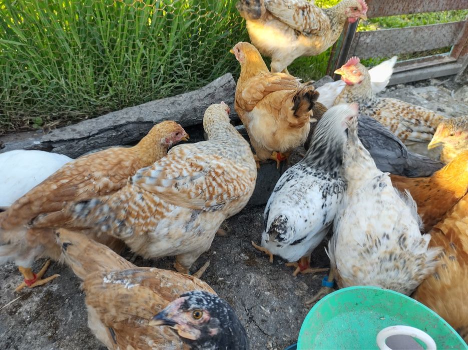 Пиленца на месец и половина