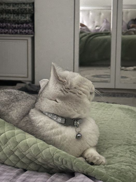 Британская шишнила