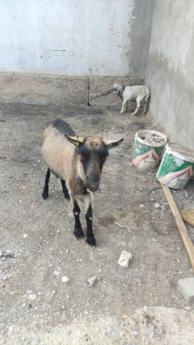 Орыс ешкілер 2буаз  егіз туады