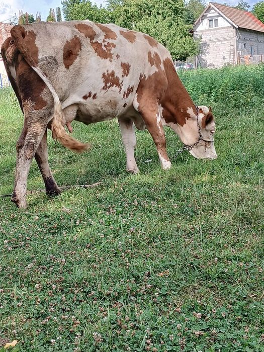 Vând vaca de 4 ani