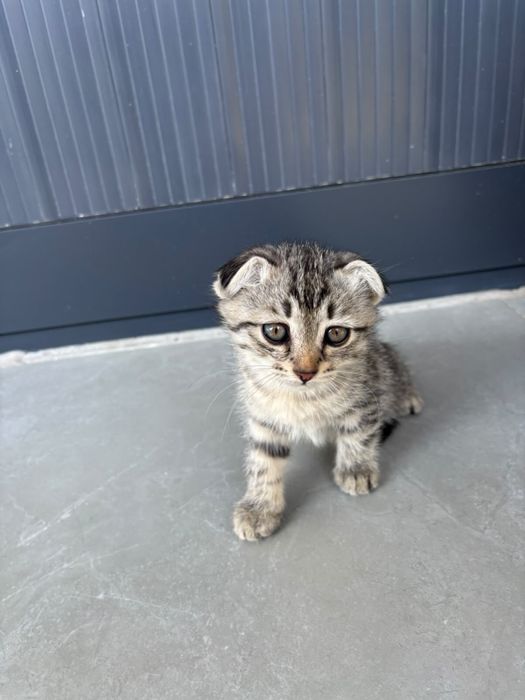Котята вислоухие в добрые руки
