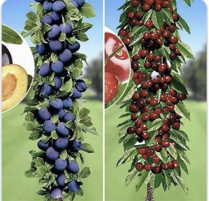 Pomi fructiferi columari soiuri variabile