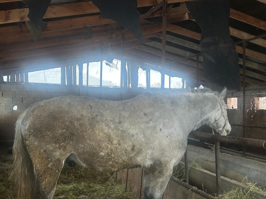 Айгыр сатамын, келисемиз