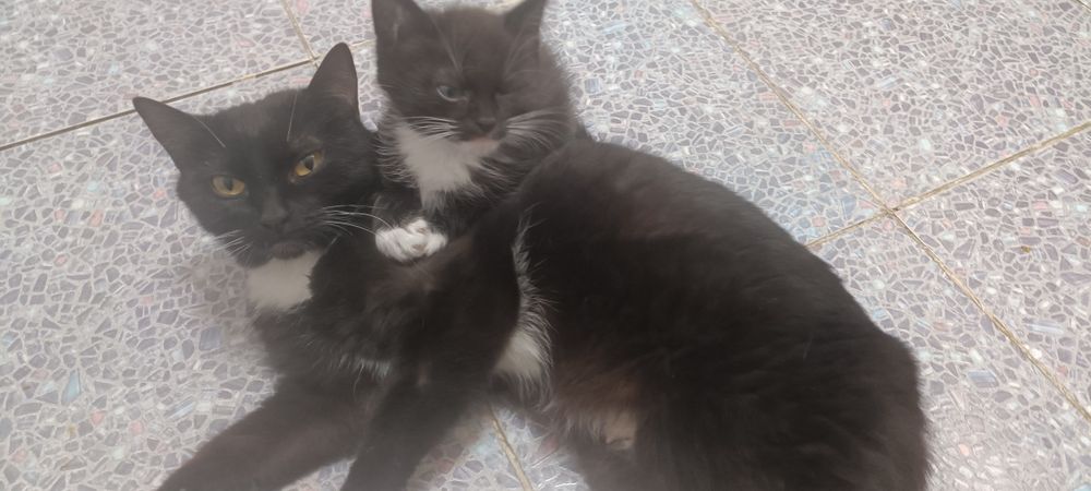 котенок  2 месяца мальчик