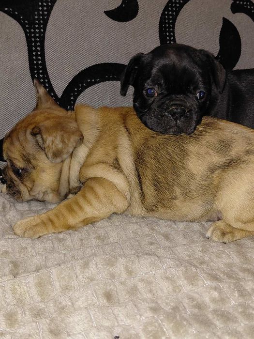 Френски булдог-булдочета