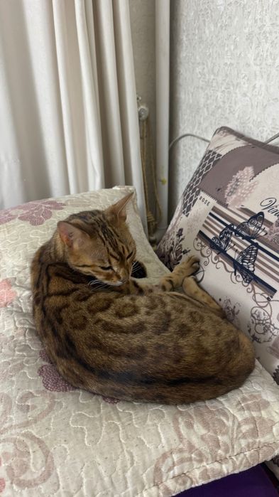 Отдам даром кота