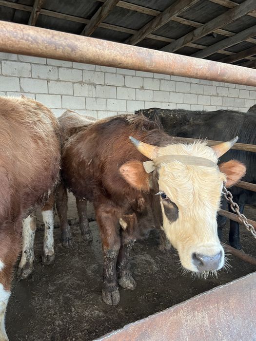 Продам быка 1год и 2 месяца