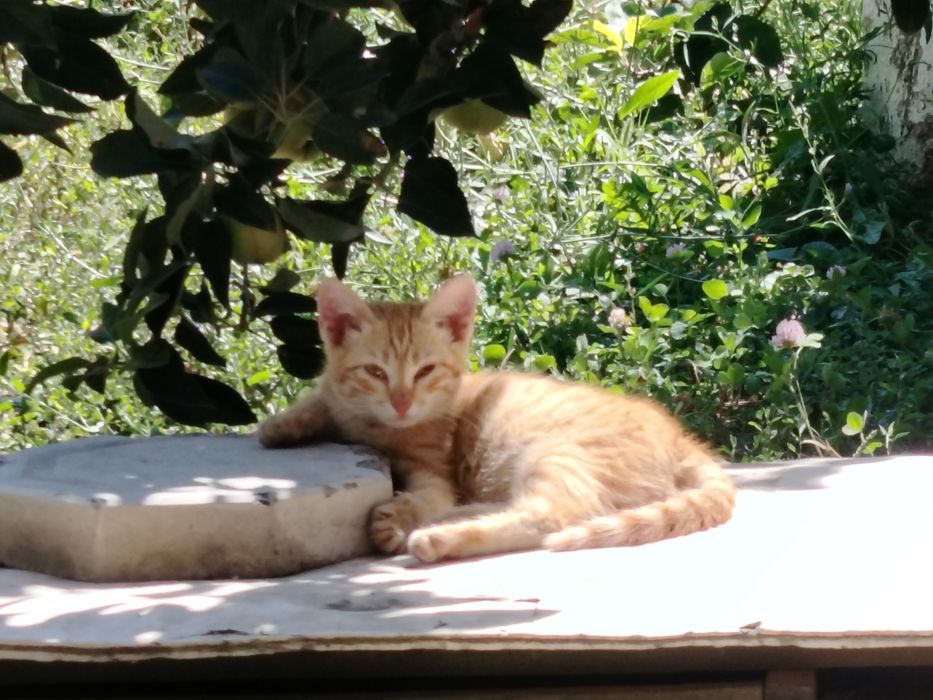 Отдам котят бесплатно