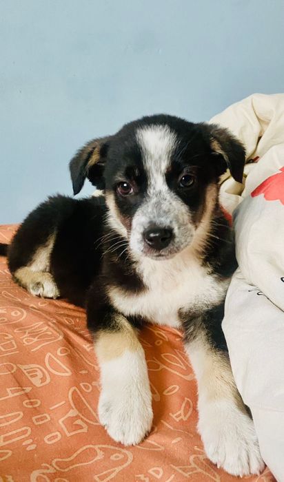 Ухоженные щенки в дом на охрану