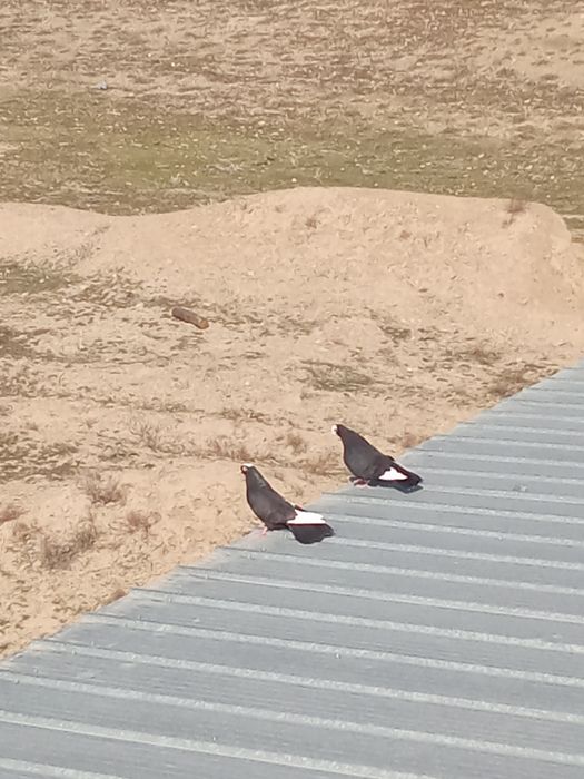 Кептер сатыладыы