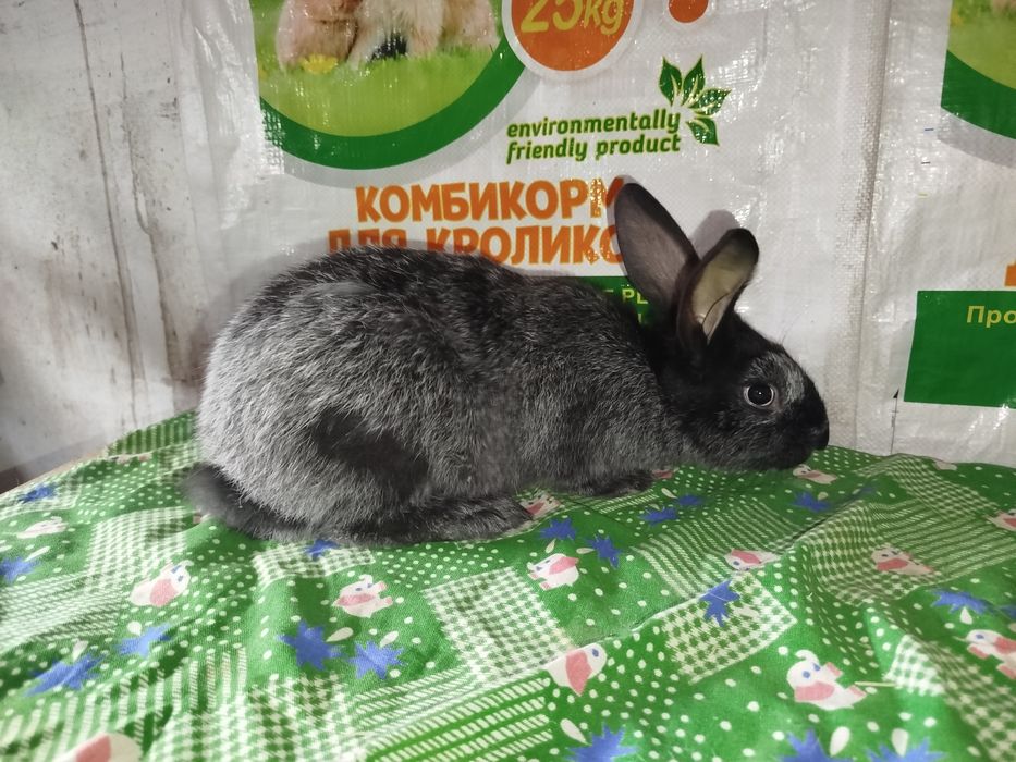 Полтавский серебро