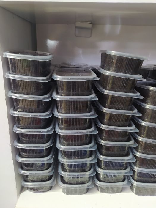 Черви для рыбалки,  курт круглосуточно