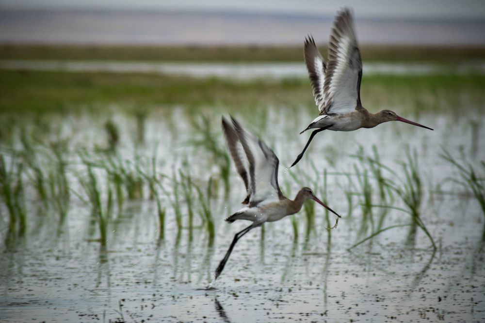 Nikon D3300 + Объектив Tamron 70-300mm