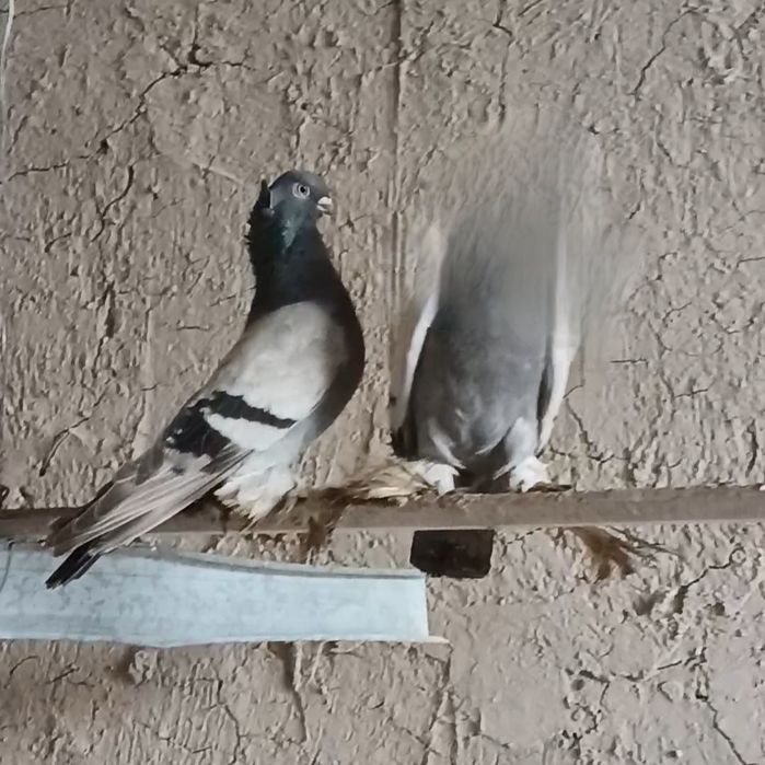 Голуби уды самец