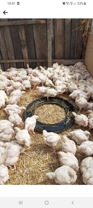 Ferma de pui angro pui