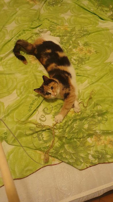 Приемен / постоянен Дом за трицветна принцеса